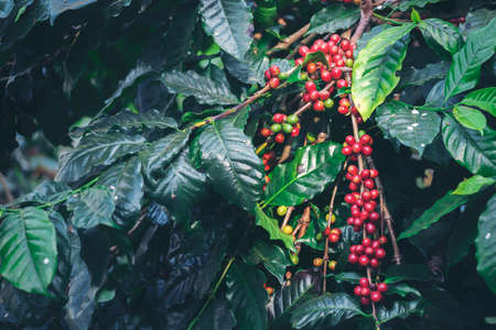 Ripe Red coffee bean berry plant fresh seed coffee tree growth in green eco organic farm. Close up red ripe seed robusta arabica berries harvest for  coffee garden. Fresh coffee bean green leaf bushの写真素材