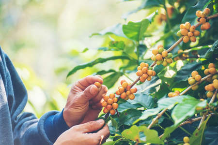 Man Hands harvest coffee bean ripe Red berries plant fresh seed coffee tree growth in green eco organic farm. Close up hands harvest red ripe coffee seed robusta arabica berry harvesting coffee farmの写真素材