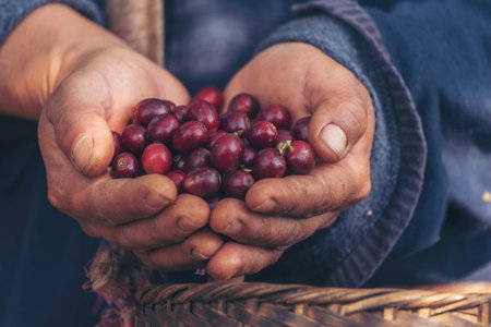 Man Hands harvest coffee bean ripe Red berries plant fresh seed coffee tree growth in green eco organic farm. Close up hands harvest red ripe coffee seed robusta arabica berry harvesting coffee farmの写真素材