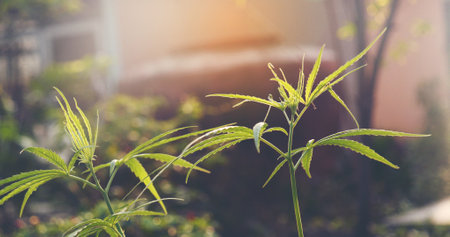Green Marijuana tree cannabis plant narcotic herbal in greenhouse. Hemp leaf made cannabis crude oil medicine farm on sun light. CBC, THC herb agriculture Weed leaf Drug, medicine healthcare conceptの写真素材