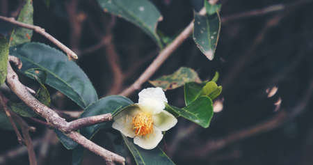 Green tea tree Flower fresh leaves in eco herbal farm. Tree tea plantations in morning sun light....