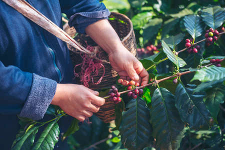 Man Hands harvest coffee bean ripe Red berries plant fresh seed coffee tree growth in green eco organic farm. Close up hands harvest red ripe coffee seed robusta arabica berry harvesting coffee farmの写真素材