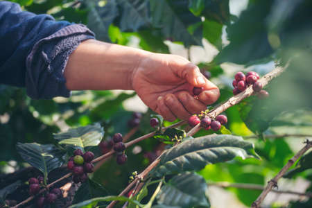 Man Hands harvest coffee bean ripe Red berries plant fresh seed coffee tree growth in green eco...
