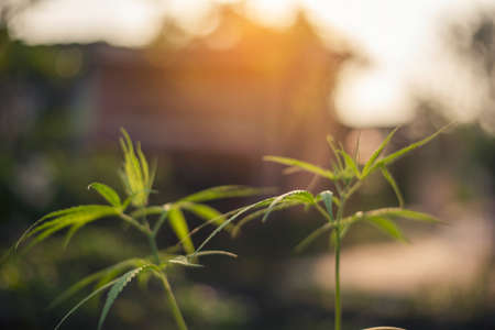 Green Marijuana tree cannabis plant narcotic herbal in greenhouse. Hemp leaf made cannabis crude oil at medicine farm. CBC, THC herb agriculture by Weed leaf Drug and medicine healthcare conceptの写真素材