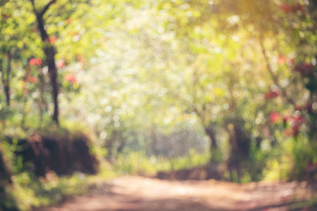 Blur background green park garden nature bright sunny forest. Blurry outdoor park in spring time...