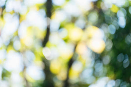 Blur background green park garden nature bright sunny forest. Blurry outdoor park in spring time glowing shinny day template with sunlight bokeh. Abstract blurred background banner copy space.の写真素材