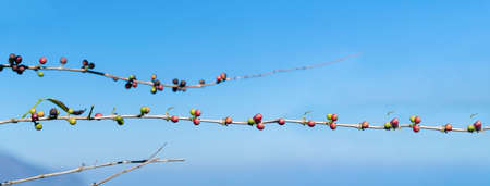 Banner coffee bean berry plant fresh seed. panoramic Ripe Red coffee tree growth green eco organic...