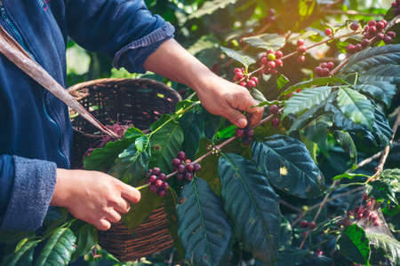 Man Hands harvest coffee bean ripe Red berries plant fresh seed coffee tree growth in green eco organic farm. Close up hands harvest red ripe coffee seed robusta arabica berry harvesting coffee farmの写真素材