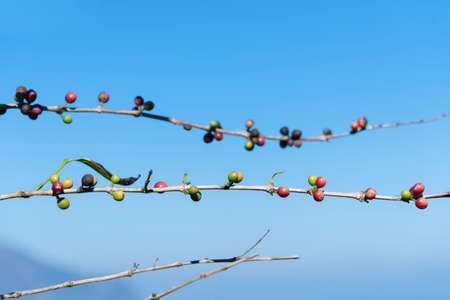 Red seed coffee bean  green leaf  robusta arabica berries ripe harvest for coffee farm garden. Fresh coffee bean berry plant tree. Close up fresh red bean seed coffee tree growth in green organic farmの写真素材
