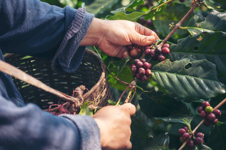 Man Hands harvest coffee bean ripe Red berries plant fresh seed coffee tree growth in green eco organic farm. Close up hands harvest red ripe coffee seed robusta arabica berry harvesting coffee farmの写真素材