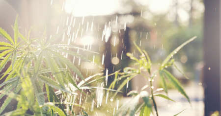 Watering Green Marijuana tree cannabis plant narcotic herbal in greenhouse. Agriculture planting hemp leaf made cannabis crude oil medicine farm on sun light. CBC, THC herb agriculture Weed leaf Drugの写真素材