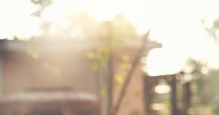 Green Marijuana tree cannabis plant narcotic herbal in greenhouse. Hemp leaf made cannabis crude oil medicine farm on sun light. CBC, THC herb agriculture Weed leaf Drug, medicine healthcare conceptの写真素材