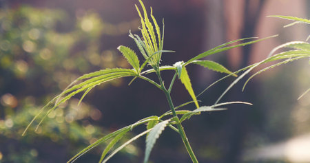Green Marijuana tree cannabis plant narcotic herbal in greenhouse. Hemp leaf made cannabis crude oil medicine farm on sun light. CBC, THC herb agriculture Weed leaf Drug, medicine healthcare conceptの写真素材