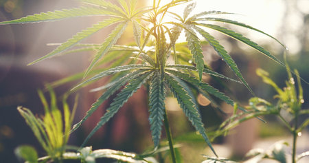 Green Marijuana tree cannabis plant narcotic herbal in greenhouse. Hemp leaf made cannabis crude oil medicine farm on sun light. CBC, THC herb agriculture Weed leaf Drug, medicine healthcare conceptの写真素材