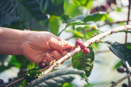 Man Hands harvest coffee bean ripe Red berries plant fresh seed coffee tree growth in green eco organic farm. Close up hands harvest red ripe coffee seed robusta arabica berry harvesting coffee farmの写真素材