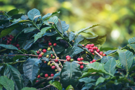 Ripe Red coffee bean berry plant fresh seed coffee tree growth in green eco organic farm. Close up red ripe seed robusta arabica berries harvest for  coffee garden. Fresh coffee bean green leaf bushの写真素材