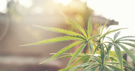 Green Marijuana tree cannabis plant narcotic herbal in greenhouse. Hemp leaf made cannabis crude oil medicine farm on sun light. CBC, THC herb agriculture Weed leaf Drug, medicine healthcare conceptの写真素材