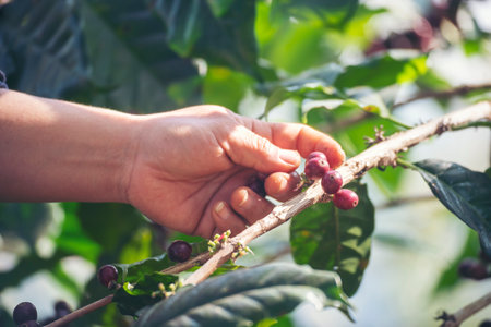 Man Hands harvest coffee bean ripe Red berries plant fresh seed coffee tree growth in green eco organic farm. Close up hands harvest red ripe coffee seed robusta arabica berry harvesting coffee farmの写真素材