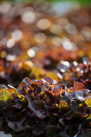 Salad farm vegetable red oak lettuce. Close up fresh organic hydroponic vegetable plantation produce red green salad hydroponic cultivate farm. Red oak lettuce salad in green Organic plantation Farm.の写真素材