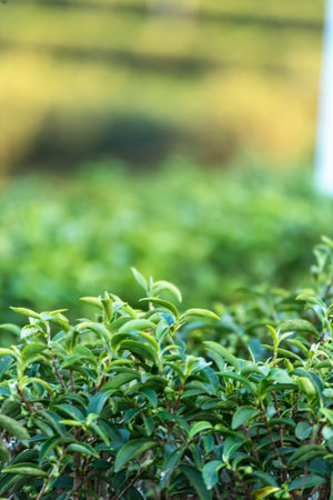 Green tea tree leaves field young tender bud herbal Green tea tree in camellia sinensis organic farm. Close up Fresh Tree tea plantations mountain green nature in herbal farm plant background morningの写真素材