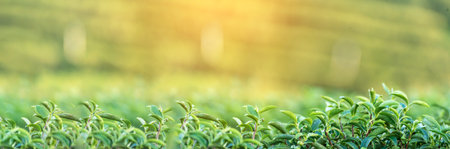 Banner Green tea tree leaves camellia sinensis organic farm sunlight. Panorama Fresh young tender bud herbal farm in morning. Banner Sunlight Green tea tree plant. Wide Green Tea Tree with copy spaceの写真素材