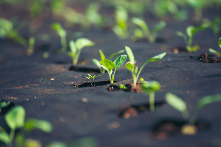 Salad farm vegetable green oak lettuce. Close up fresh organic hydroponic vegetable plantation produce green salad hydroponic cultivate farm. Green oak lettuce salad in green Organic plantation Farmの写真素材