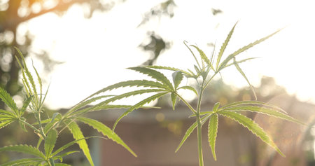 Green Marijuana tree cannabis plant narcotic herbal in greenhouse. Hemp leaf made cannabis crude oil medicine farm on sun light. CBC, THC herb agriculture Weed leaf Drug, medicine healthcare conceptの写真素材