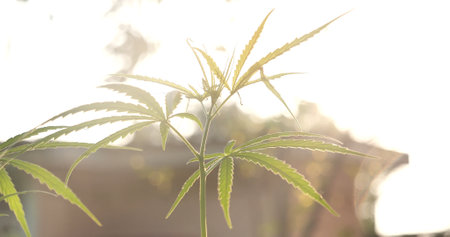 Green Marijuana tree cannabis plant narcotic herbal in greenhouse. Hemp leaf made cannabis crude oil medicine farm on sun light. CBC, THC herb agriculture Weed leaf Drug, medicine healthcare conceptの写真素材