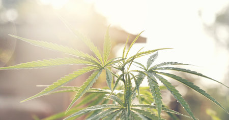 Green Marijuana tree cannabis plant narcotic herbal in greenhouse. Hemp leaf made cannabis crude oil medicine farm on sun light. CBC, THC herb agriculture Weed leaf Drug, medicine healthcare conceptの写真素材