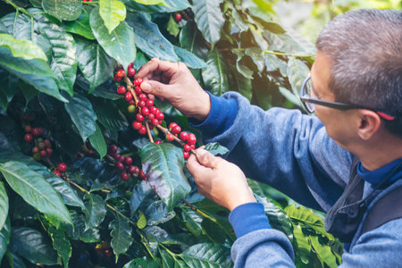 Man Hands harvest coffee bean ripe Red berries plant fresh seed coffee tree growth in green eco organic farm. Close up hands harvest red ripe coffee seed robusta arabica berry harvesting coffee farmの写真素材