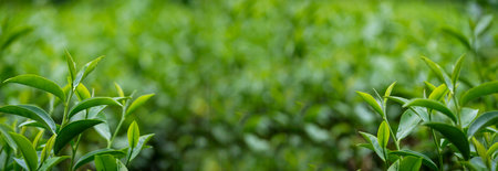 Banner Green tea tree leaves field young tender bud herbal Green tea tree in camellia sinensis organic farm. Panorama Fresh Tree tea leaf plant green nature in herbal farm background with Copy Spaceの写真素材