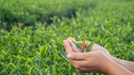 Woman Hand holding harvest plucking black green tea herbal agriculture. Woman work Black Tea farm harvest. hand plucking green tea tree picking bud young tender camellia sinensis leaves organic farmの写真素材