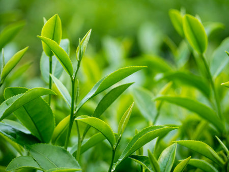 Green tea tree leaves field young tender bud herbal Green tea tree in camellia sinensis organic farm. Close up Fresh Tree tea plantations mountain green nature in herbal farm plant background morningの写真素材