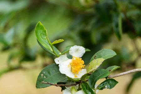 Green tea tree Flower fresh leaves in eco herbal farm. Tree tea plantations in morning sun light. Freshness herbal natural garden farmland. Drinking organic relax. Green tea tree in farmの写真素材