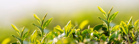 Banner Green tea tree leaves camellia sinensis organic farm sunlight. Panorama Fresh young tender bud herbal farm in morning. Banner Sunlight Green tea tree plant. Wide Green Tea Tree with copy spaceの写真素材