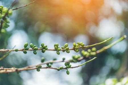 Green coffee bean berry plant with sunlight. Fresh raw seed coffee tree growth in eco organic farm morning time. Close up Green seed berries arabica coffee garden. Fresh coffee bean green leaf plantの写真素材