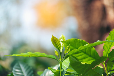 Green coffee bean berry plant with sunlight. Fresh raw seed coffee tree growth in eco organic farm morning time. Close up Green seed berries arabica coffee garden. Fresh coffee bean green leaf plantの写真素材