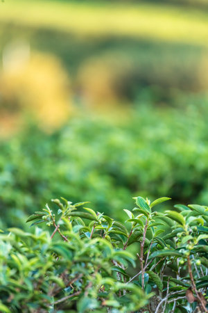 Green tea tree leaves field young tender bud herbal Green tea tree in camellia sinensis organic farm. Close up Fresh Tree tea plantations mountain green nature in herbal farm plant background morning