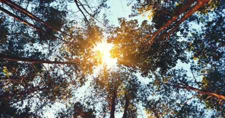 Low angle view forest green tree nature from below high tall tree background wild greenery through sky. Perspective tropical rain forest eco environment. Nature rainforest tropical evergreen jungle.の写真素材