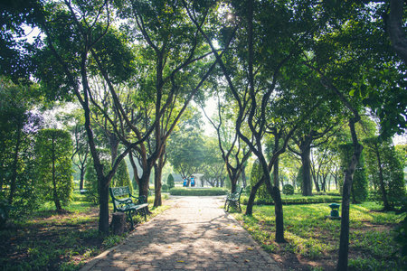 Nature forest green tree magic sunlight beam light in woodland. Beautiful rays of sunlight in tranquil green forest. Sumbeam through ray light outdoors park. Natural Blurred background summer time.の写真素材