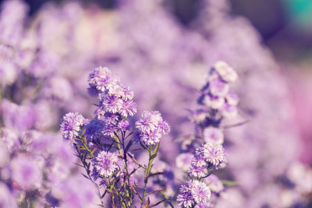 Purple Pastel flower floral soft nature blossom blurred background. Vintage retro romance plum botanical bloom spring season. Blurry Cherry blossom petals plant in beautiful garden. Backdrop templateの写真素材