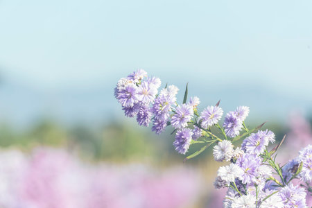 Cherry blossom petals plant in beautiful garden.の写真素材