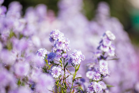 Purple Pastel flower floral soft nature blossom blurred background. Vintage retro romance plum...