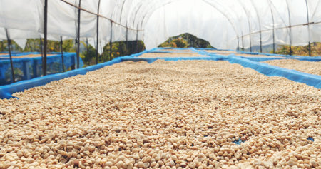 Raw coffee beans heap dry green seed unroasted grain in eco farm. Aroma espresso farm plant coffee bean agriculture objects. Sun dried Freshness Arabica processing harvest black coffeeの写真素材