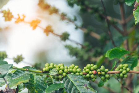 Green coffee bean berry plant fresh raw seed coffee tree growth in eco organic farm. Close up Green seed berries harvest arabica coffee garden. Fresh coffee bean green leaf bush ecology berry plantの写真素材