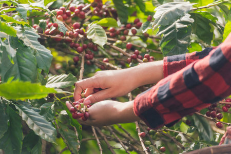 Close up hands harvest red seed in basket robusta arabica plant farm. Coffee plant farm woman Hands harvest raw coffee beans. Ripe Red berries plant fresh seed coffee tree growth in green eco farmの写真素材