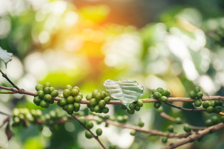 Green coffee bean berry plant with sunlight. Fresh raw seed coffee tree growth in eco organic farm morning time. Close up Green seed berries arabica coffee garden. Fresh coffee bean green leaf plantの写真素材