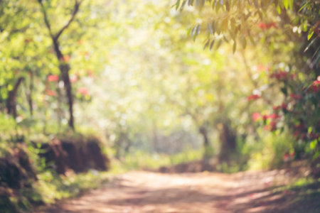 Blur background green park garden nature bright sunny forest. Blurry outdoor park in spring time glowing shinny day template with sunlight bokeh. Abstract blurred background banner copy space.の写真素材