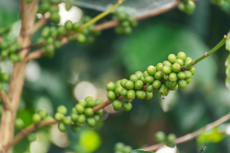 Close up Green seed berries harvest arabica coffee garden. Green coffee bean berry plant fresh raw seed coffee tree growth in eco organic farm. Fresh coffee bean green leaf bush ecology berry plantの写真素材