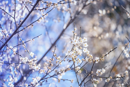 Purple Pastel flower floral soft nature blossom blurred background. Vintage retro romance plum...
